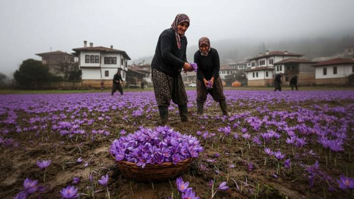 Dünyanın en pahalı baharatı Safranbolu'da yetişiyor! Gıda, ilaç ve kozmetikte kullanılan mucize