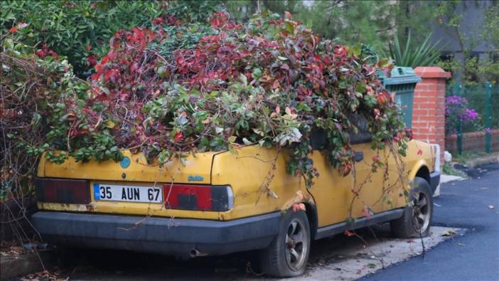 Aynı araba 8 yıl boyunca hiç hareket etmedi! Sarmaşıklar her tarafını sardı: En sonunda çekici geldi