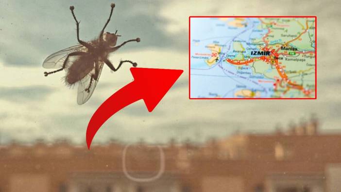 İzmir’de karasinek yoğunluğunun nedeni belli oldu! Hem çöp hem de iklim değişikliği