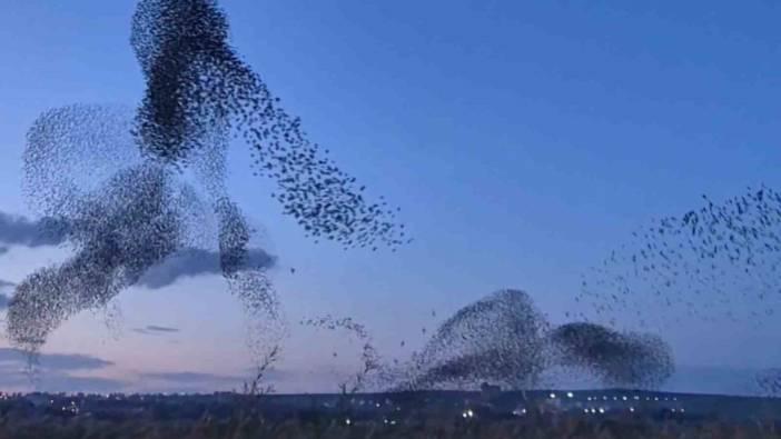 Tekirdağ semalarında muhteşem dans! Sığırcık sürüsünün o anları...
