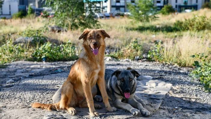 İstanbul'da sokak köpeklerini beslemek yasaklandı! Valilikten park ve bahçeler için flaş karar
