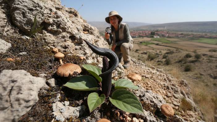 Mantar peşindeydi, dünya tarihine geçti! Yanlışlıkla keşfedilen zehirli çiçek