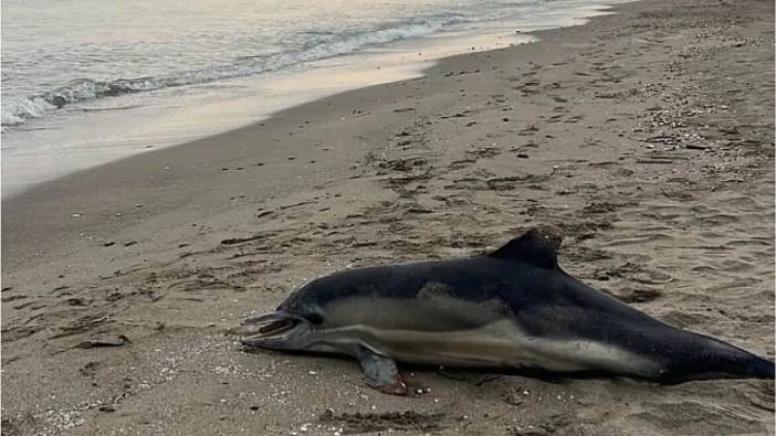 Karadeniz’de korkutan görüntü: Atakum Sahili’nde esrarengiz yunus karaya vurdu