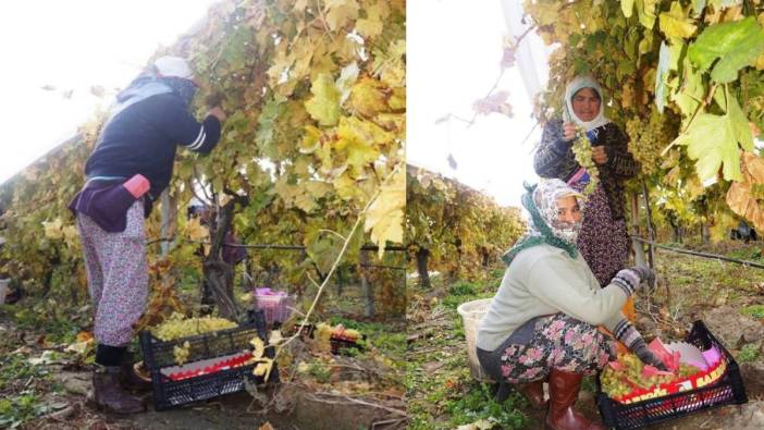 Dünyaca ünlü çekirdeksiz "Sultaniye" üzümünde hasat başladı! Üretici fiyatlardan yakınıyor