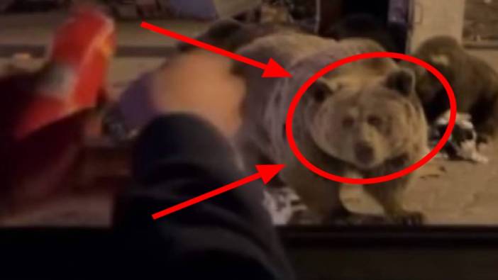 Sucuk vermek istedi, ayı saldırısına uğradı! O anlar cep telefonu kamerasıyla kaydedildi