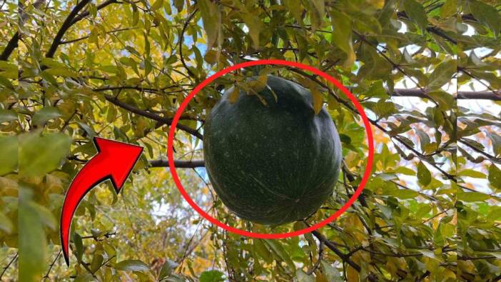 Böylesi ilk kez yaşanıyor! Bahçeye ektiği kabakları nar ağacının tepesinden topladı