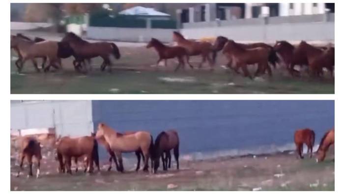 Ayılar, domuzlar derken şimdi de yılkı atları şehre indi! Şehir merkezinde yemek aradılar