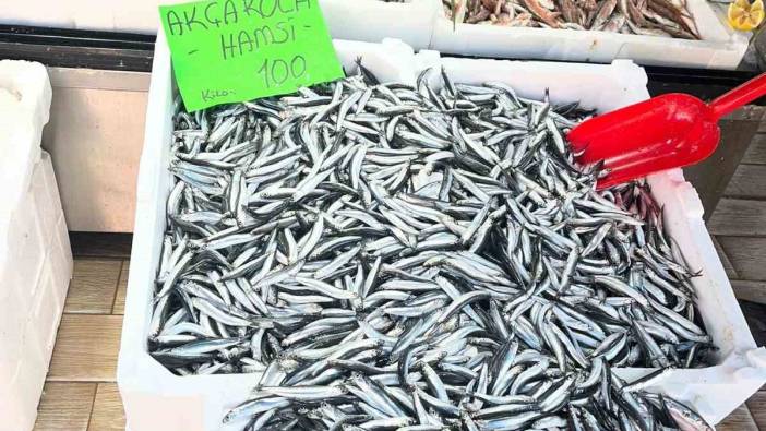 O ilimizde tezgahlarda hamsi bolluğu yaşanıyor! Fiyatlar 100 TL’ye kadar geriledi: Balıkçılar mutlu, kasaplar üzgün