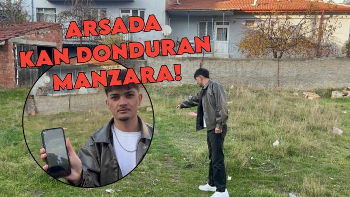 Eskişehir'de kan donduran olay! Boş arsada gözleri oyulmuş 8 kedi ölüsü bulundu