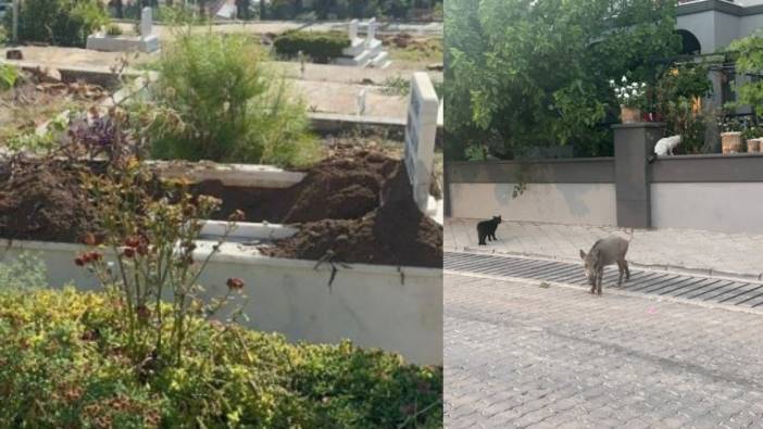 Domuzlar artık mezarlıklara da dadandı! Vatandaşlar şikayetçi, yetkililer ise sessiz