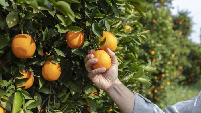 Portakal ne ekşi çıkacak ne tatlı! Artık kendiniz seçebileceksiniz: Cinsiyeti tadını belirliyor, işte cinsiyetini anlamanın yolu