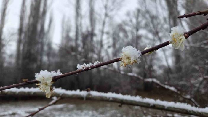 Doğanın dengesi bozuldu! Aralık ayında çiçek açan erik ağaçları kar altında kaldı