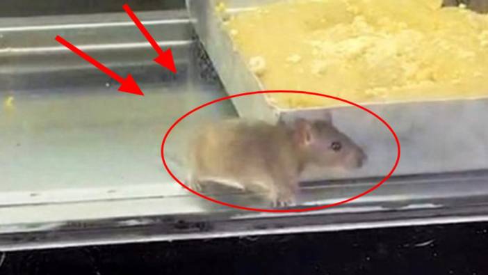 İzmir'de hijyen skandalı! Börek tezgahındaki fare görenlerin midesini kaldırdı: İşletme mühürlendi