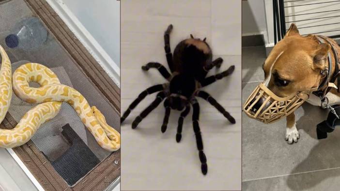 Burdur’da "egzotik" operasyon! Evden piton, boa yılanı ve tarantula Çıktı!
