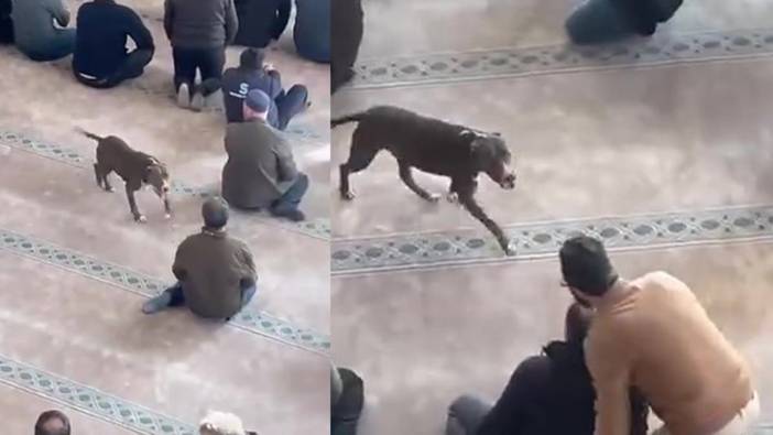 Cami içinde panik dolu anlar! Vaaz esnasında serbest pitbull camiye girdi