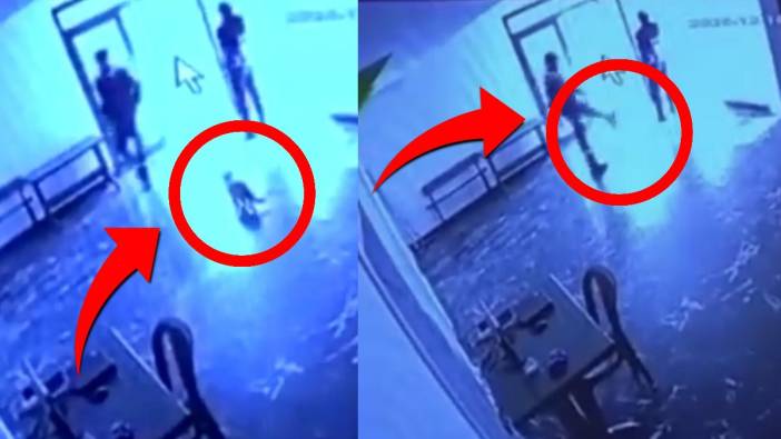 Elazığ'da hayvana şiddet skandalı! Görevliden kediye acımasız tekme kamerada