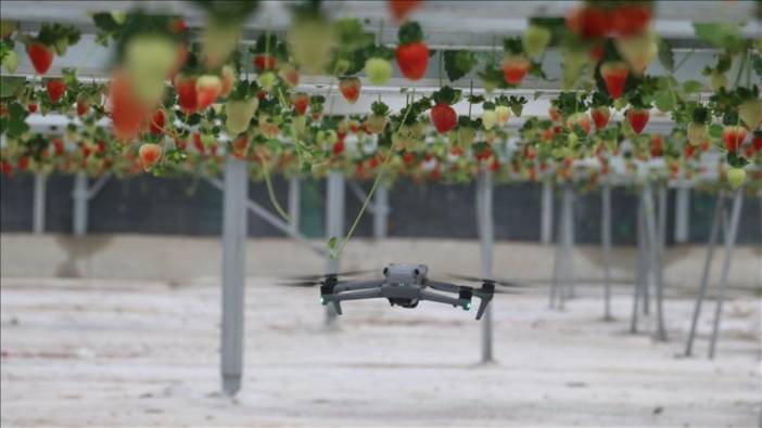 Adana’da tarımın geleceği yazıldı! Yapay zekalı seradan yedi ülkeye çilek ihracatı
