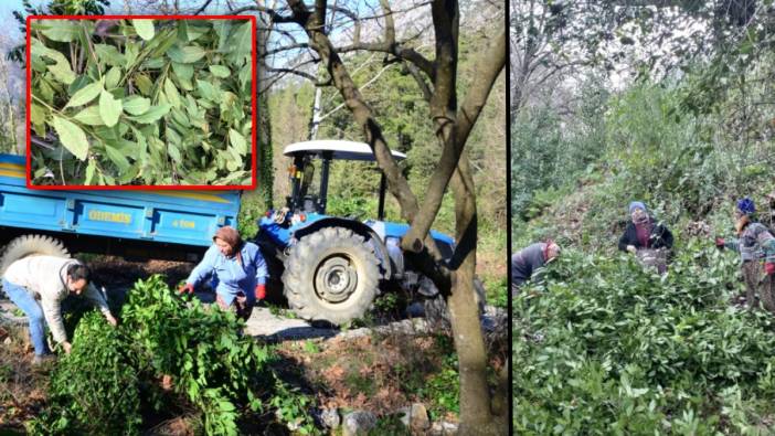 Antalya’nın "yeşil altını" köylünün geçim kapısı oldu! Avrupa ve Amerika'ya ihraç ediliyor: İlaçtan kozmetiğe kadar her yerde!