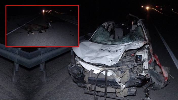 Malatya’da yarış atları yola indi! 3 araç hasar gördü, milyonluk safkanlar telef oldu