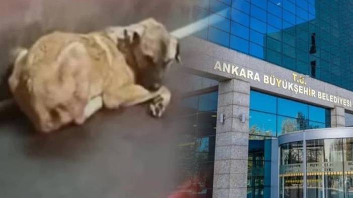 ABB'den barınakta katliam iddiasına açıklama: Mansur Yavaş'ın talimatıyla soruşturma başlatıldı