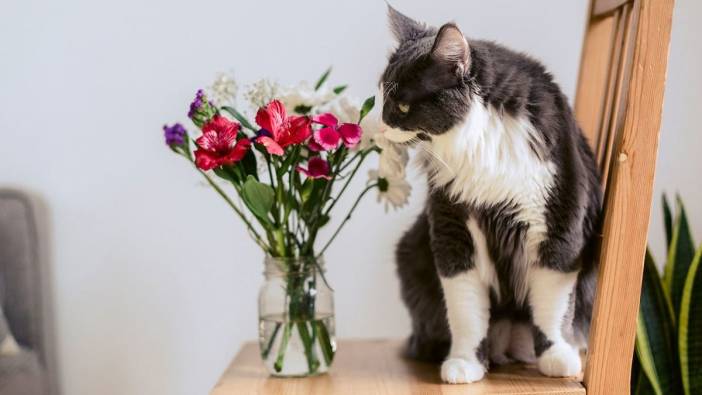 Evdeki gizli tehlike! Sevdiğiniz çiçek kedinizin sonunu getirebilir