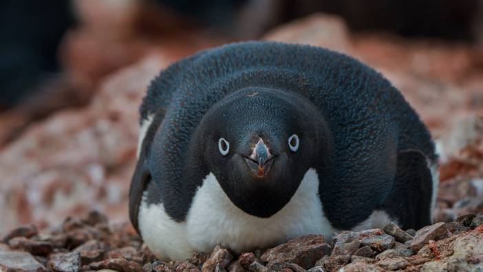 Antarktika’nın beyaz örtüsünde pembe izler! Penguenlerin dışkısı neden pembe?