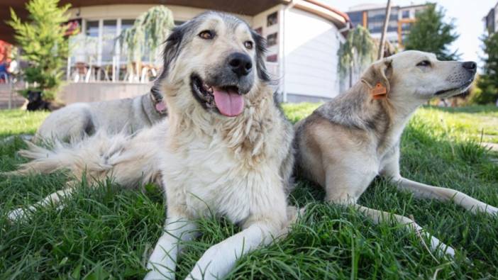 NATO Zirvesi öncesi belediyelere 'sokak köpeklerini toplayın' yazısı