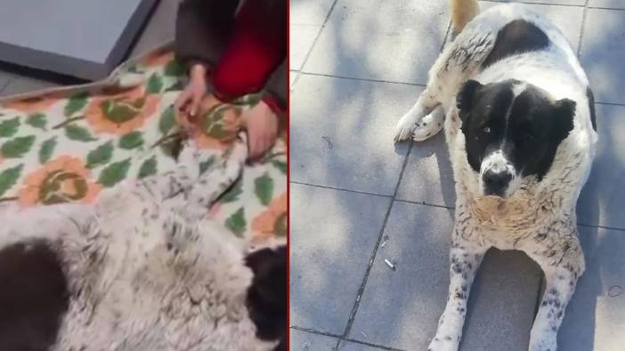 Başkentte 'Matmazel' öldürüldü: Metroda köpeği döverek katlettiler