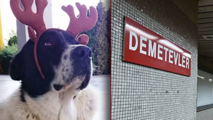 EGO Genel Müdürlüğü duyurdu: Başkentte 'Matmazel' köpeğin öldürülmesine ilişkin soruşturma başlatıldı