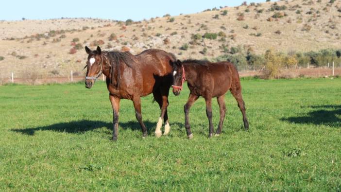 Adana’nın milyonluk tay üssü! Kozan’da yetişen atların başlangıç fiyatı dudak uçuklatıyor: En düşüğü 1 milyon