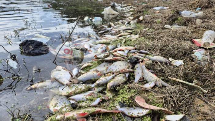 Eyüpsultan’da korkutan manzara! Gölette yosun patlaması binlerce balığı telef etti