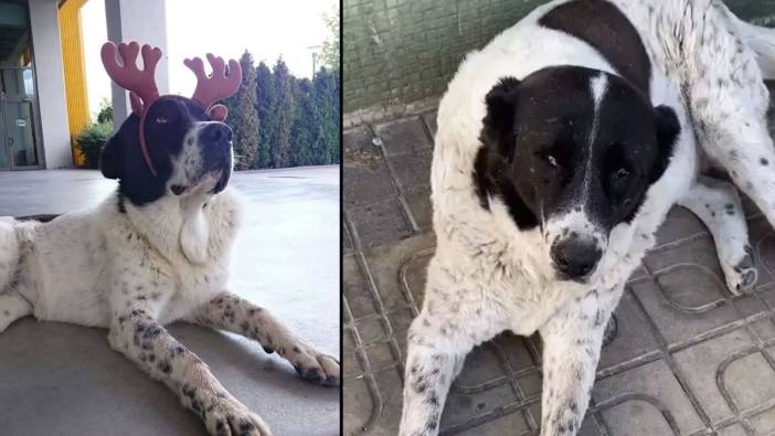 Rapor gerçeği ortaya koydu: Matmazel ölmedi, öldürüldü