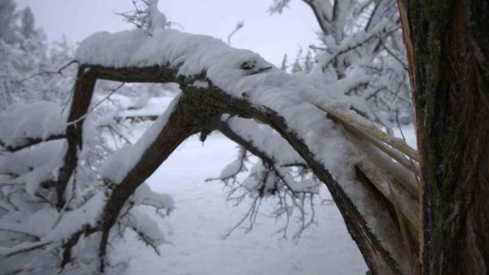 Dev ağaçlar kar kütlelerine dayanamadı! Kiminin dalları kırıldı kimi ortadan yarıldı