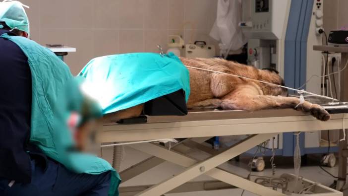 Sivas'ın ve çevre illerin gözde hayvan hastanesi! 7/24 hizmet veriyor: Sadece acil kliniği değil, kedi ve köpek oteli de var