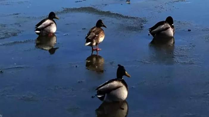 Geçen sene kuraklığın kıyısından dönen dev göl şimdi de buz tuttu! Ördekler kendilerine zor yer buldu