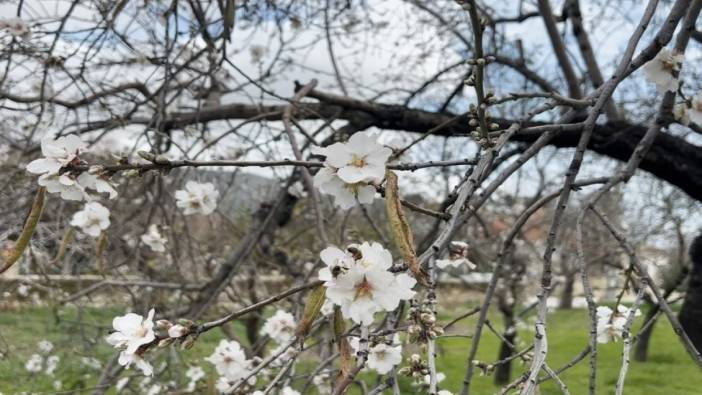 Kışın ortasında bahar müjdesi! Badem ağaçları çiçek açtı: Festival için geri sayım başladı