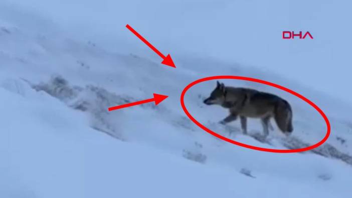 Tunceli’de aç kalan kurt mahalle arasına indi: O anlar kamerada!