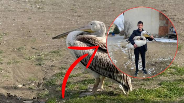 Sokakta yürürken dev pelikan buldu! Her hamlesinde yere düşen kuşu kurtardı
