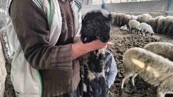 Bu kuzuyu görenler gözlerine inanamıyor! İki başı, iki ağzı ve dört gözü var