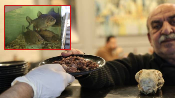 Diyarbakır'da sıradışı menü: Bu piranalar 12 yıldır kelle paça ile besleniyor