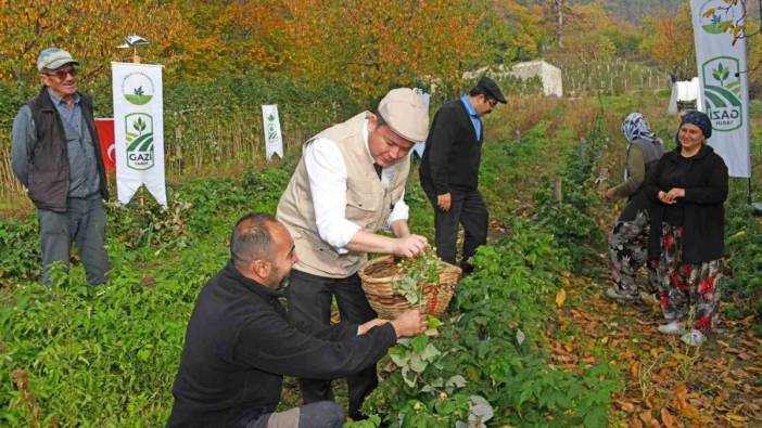 Madenlerde aramayın, topraktan fışkırıyor! Altın değerinde üretim başladı: Topraktan 1 buçuk milyon liralık gelir fırsatı