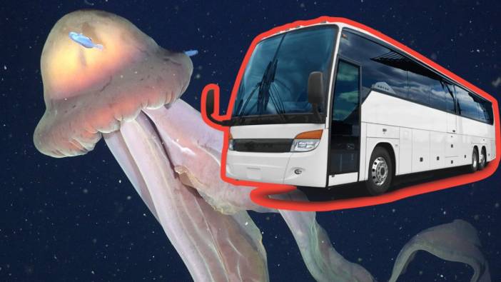 Otobüs büyüklüğünde denizanası! Ayrıca Vatikan büyüklüğünde resif keşfedildi