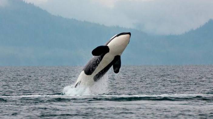 En tehlikeli yunus türü! Avını yakalamak için karaya bile çıkıyor: Besin zincirinin zirvesinde tek başına