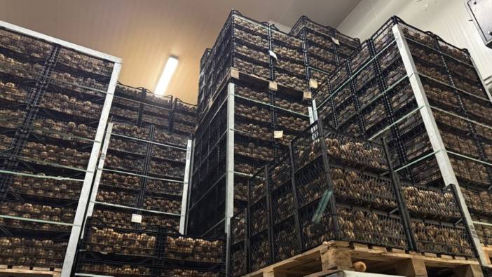 Dev kiviler dünyanın ilgisini çekti! İznik’te tarım mucizesi: Rekor ürün olarak anılıyor