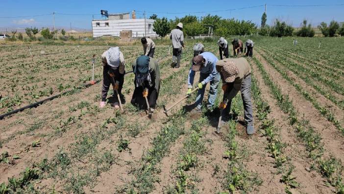 Bitlis’in kavurucu sıcağında büyük mücadele! Tarım işçileri ekmek parası için ter döküyor
