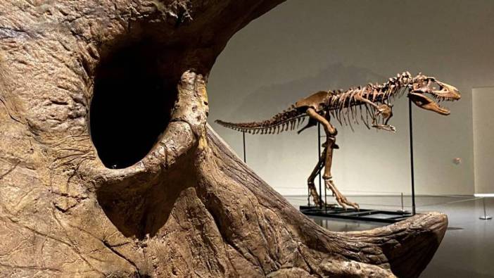 Tarihin en pahalı fosili oldu: 67 milyon yıllık dev T. Rex iskeleti dudak uçuklatan fiyata satıldı