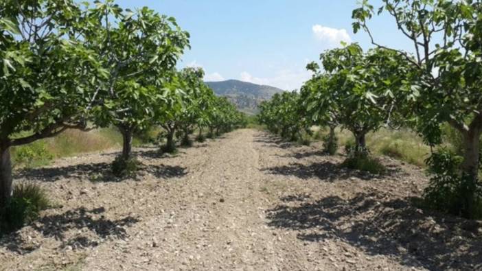 Aydın’da 19 dönümlük incir bahçesinde sondaj yapılacak: Ağaçlar sökülecek