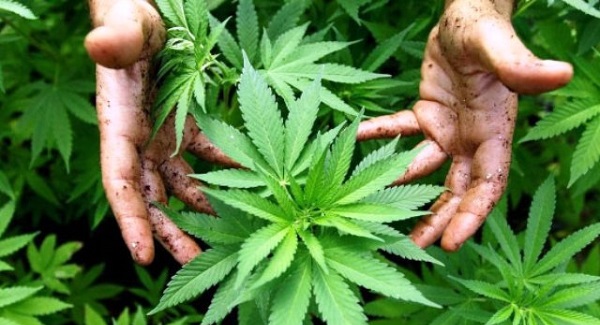 vegan-tarzi-beslenmek