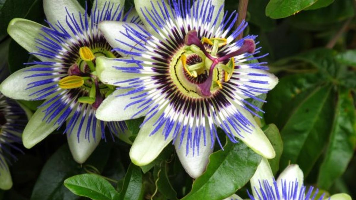 carkifelek-bitkisi-nedir-002