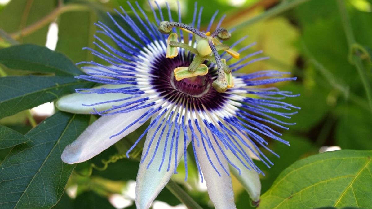 carkifelek-bitkisi-nedir